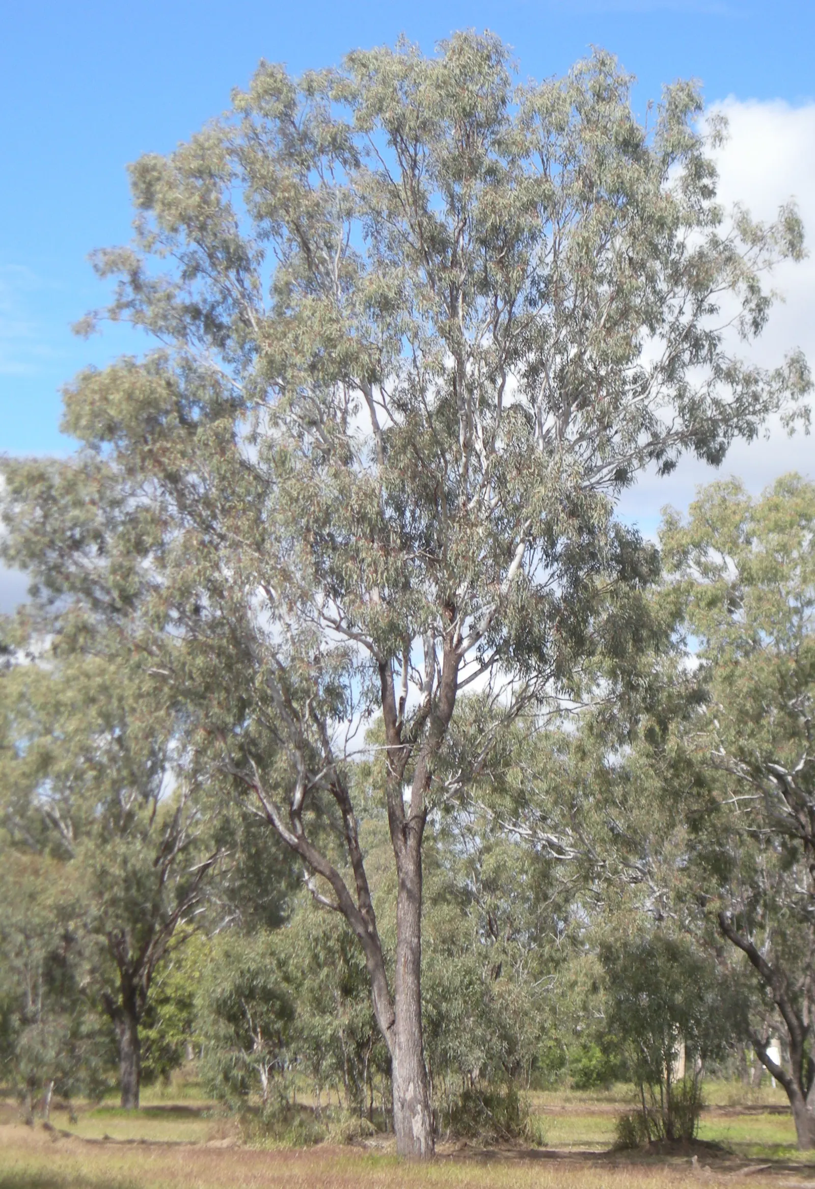 Coolibah (Eucalyptus Microtheca) — is an enduring and versatile member of the Myrtaceae family