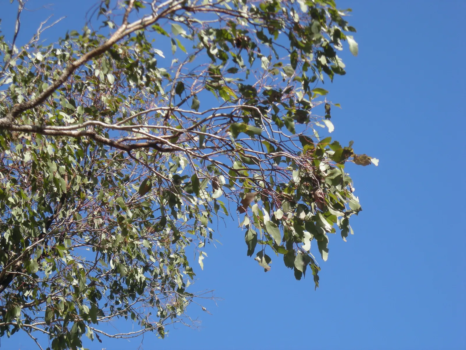 Coolibah (Eucalyptus Microtheca) — lance-shaped and typically measure between 4 to 8 inches long
