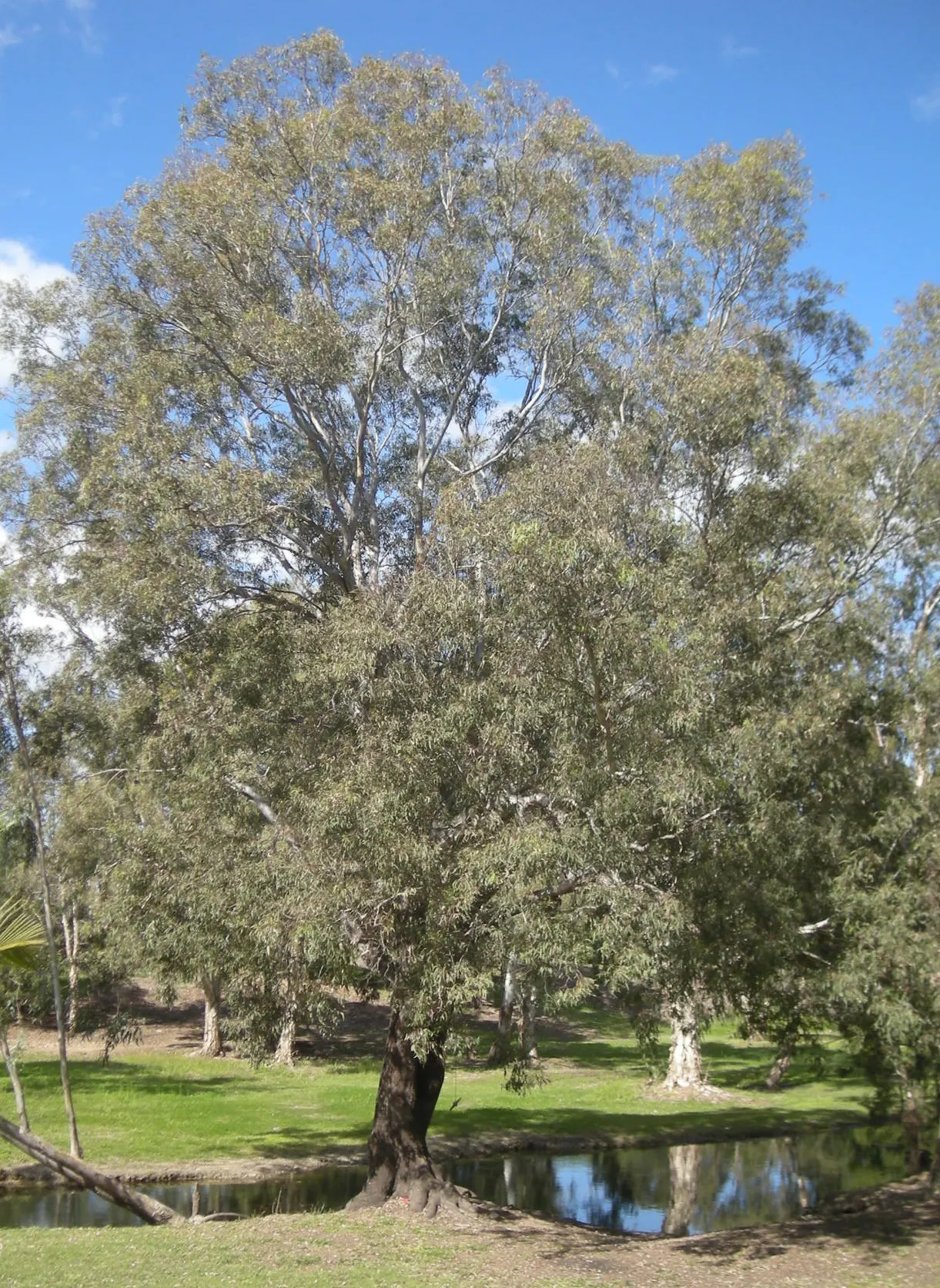 Coolibah (Eucalyptus Microtheca) — Its tolerance of drought and flood makes it ideal for diverse climates