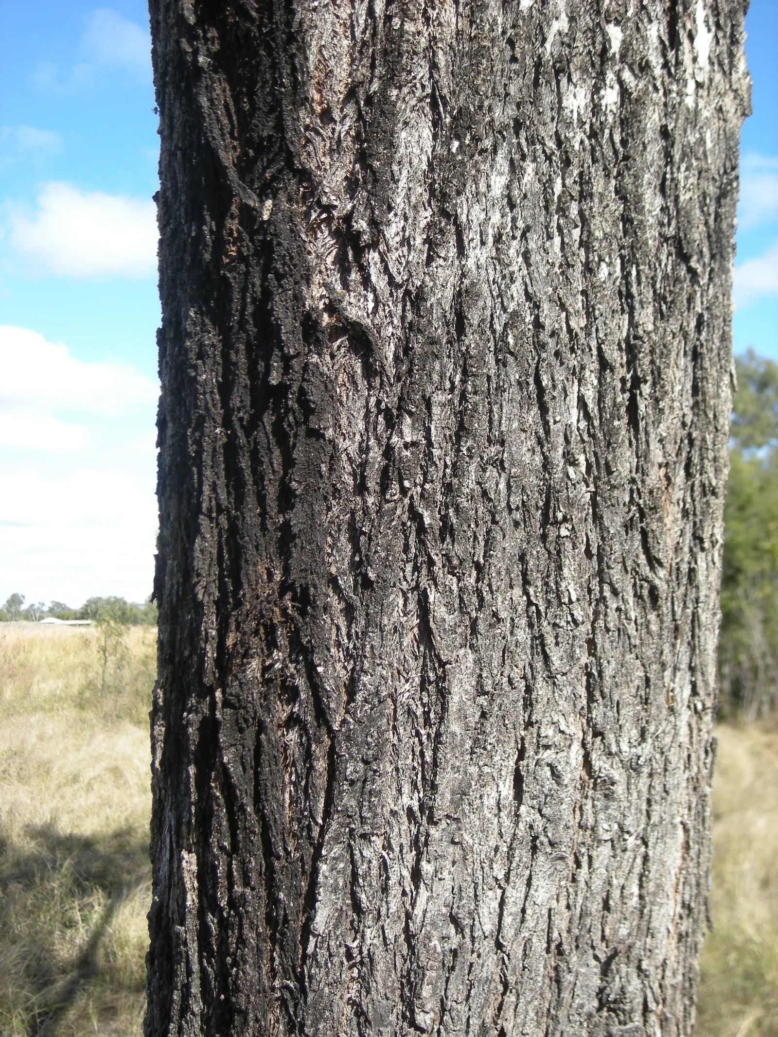 Coolibah (Eucalyptus Microtheca) — often with a grey to whitish hue