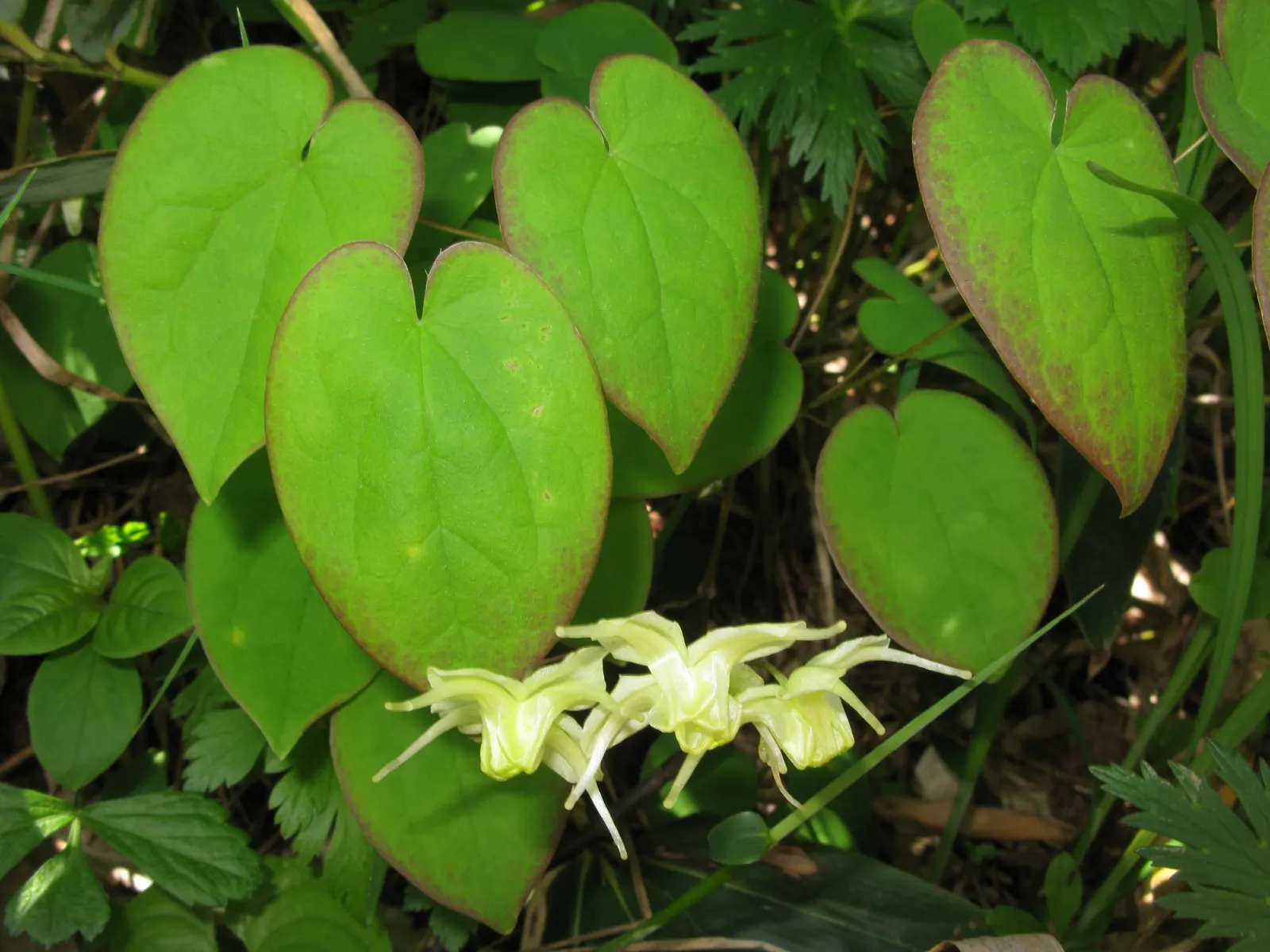 Barrenwort (Epimedium Alpinum) — This low-maintenance plant is resilient to dry shade once established