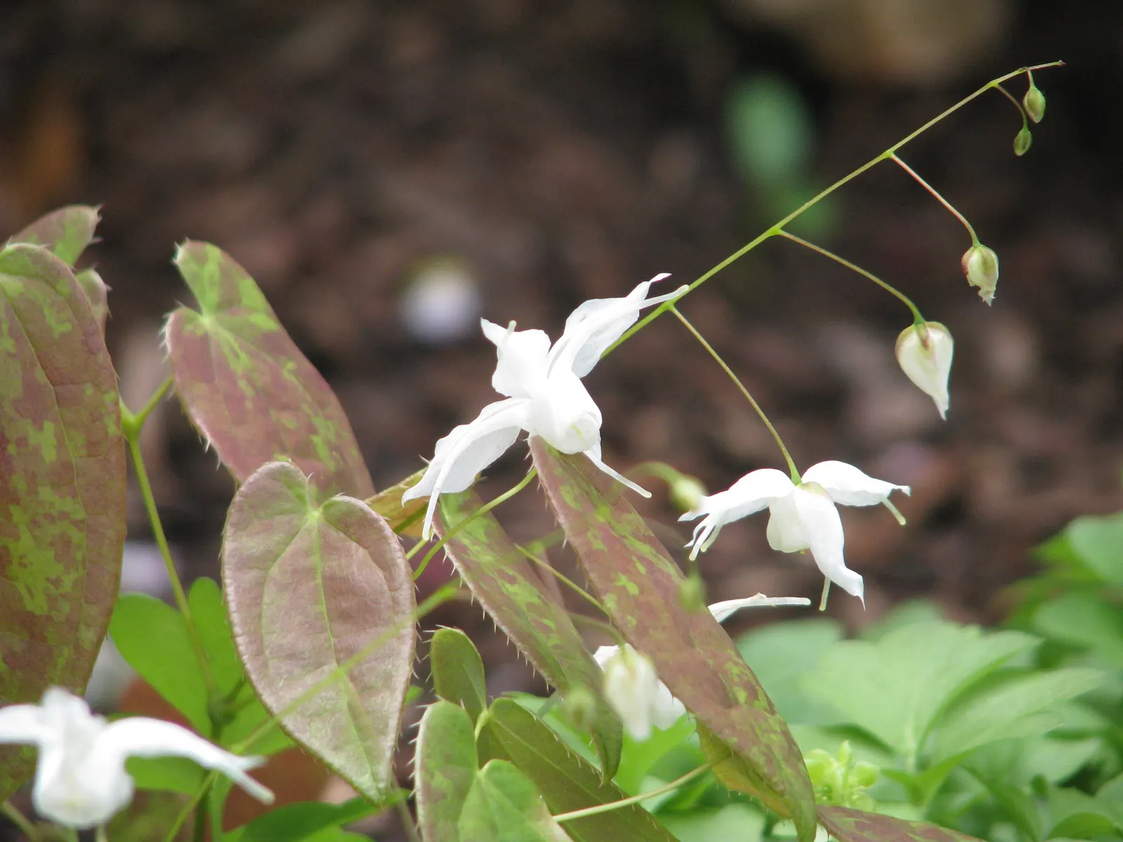 Barrenwort (Epimedium Alpinum) — commonly known as Barrenwort or Bishop's Hat