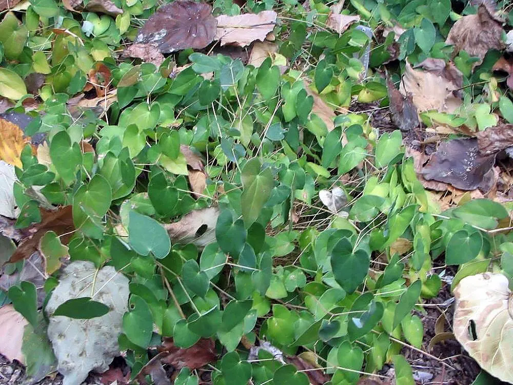 Barrenwort (Epimedium Alpinum) — exhibiting a captivating combination of crimson sepals with cream-colored petals
