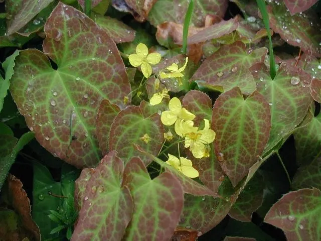 Barrenwort (Epimedium Alpinum) — offering year-round interest