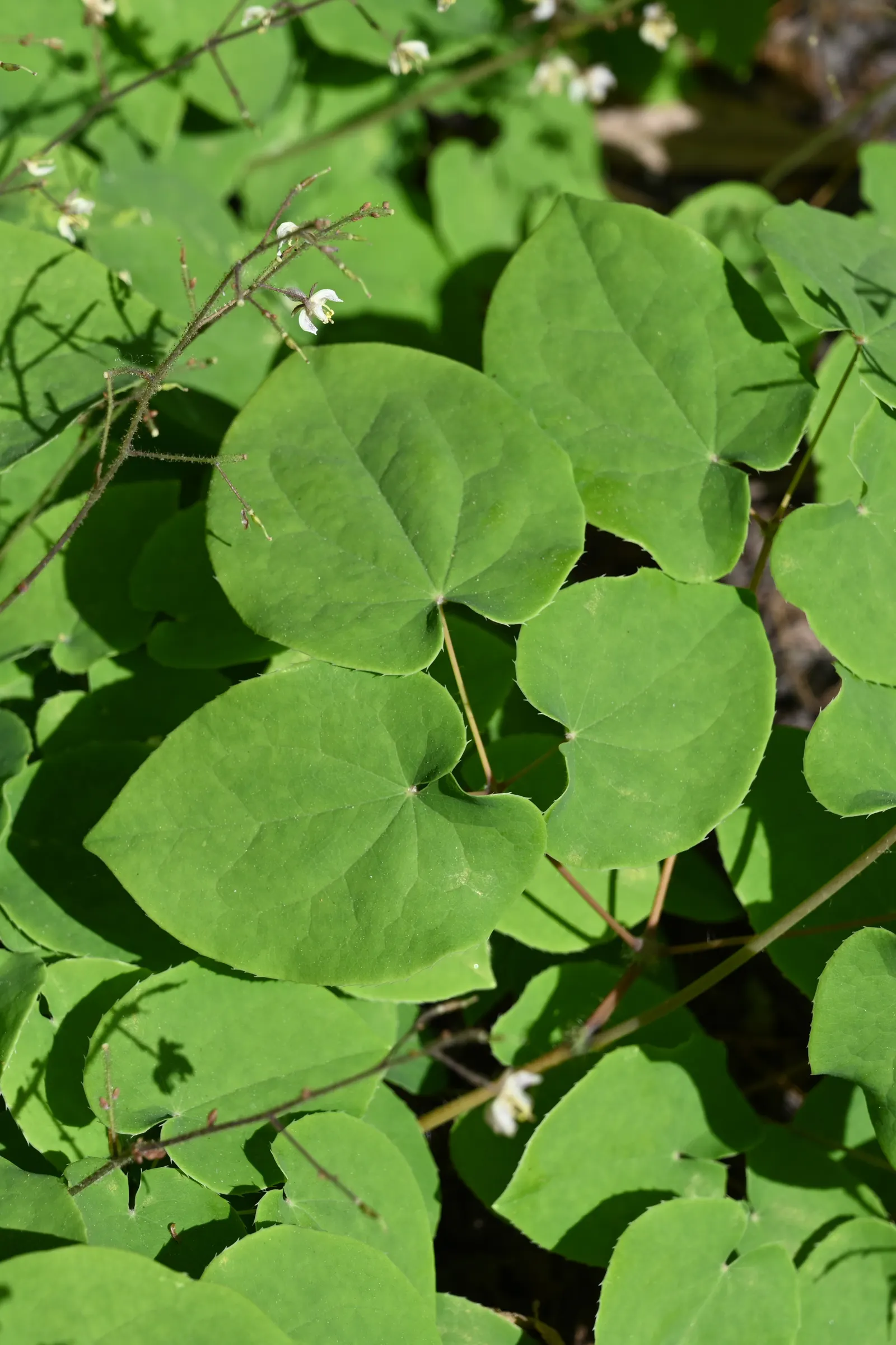 Barrenwort (Epimedium Alpinum) — Hardy in zones 5-8, it reaches a height of 8-12 inches and spreads up to 18 inches
