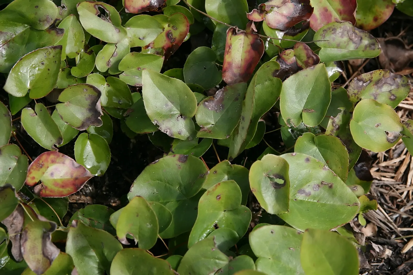 Barrenwort (Epimedium Alpinum) — Epimedium alpinum is known for its drought tolerance and resistance to deer; it typically reaches a height of 12 to 15 inches