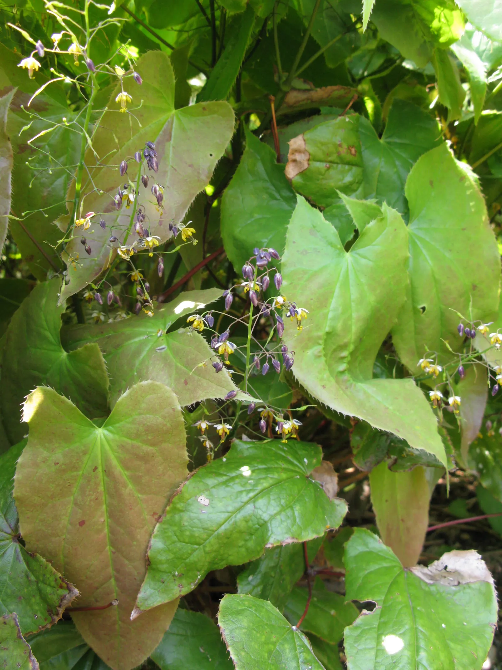 Barrenwort (Epimedium Alpinum) — is an enchanting ground cover that thrives in partial to full shade; it typically reaches a height of 12 to 15, image 58
