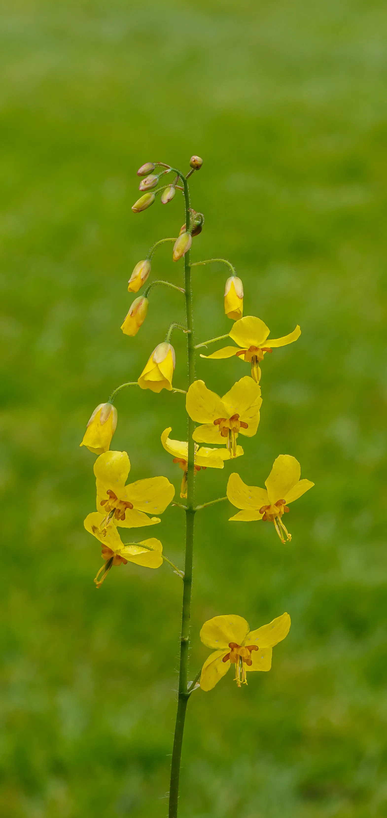 Barrenwort (Epimedium Alpinum) — These blossoms are not only aesthetically pleasing but are also appealing to pollinators