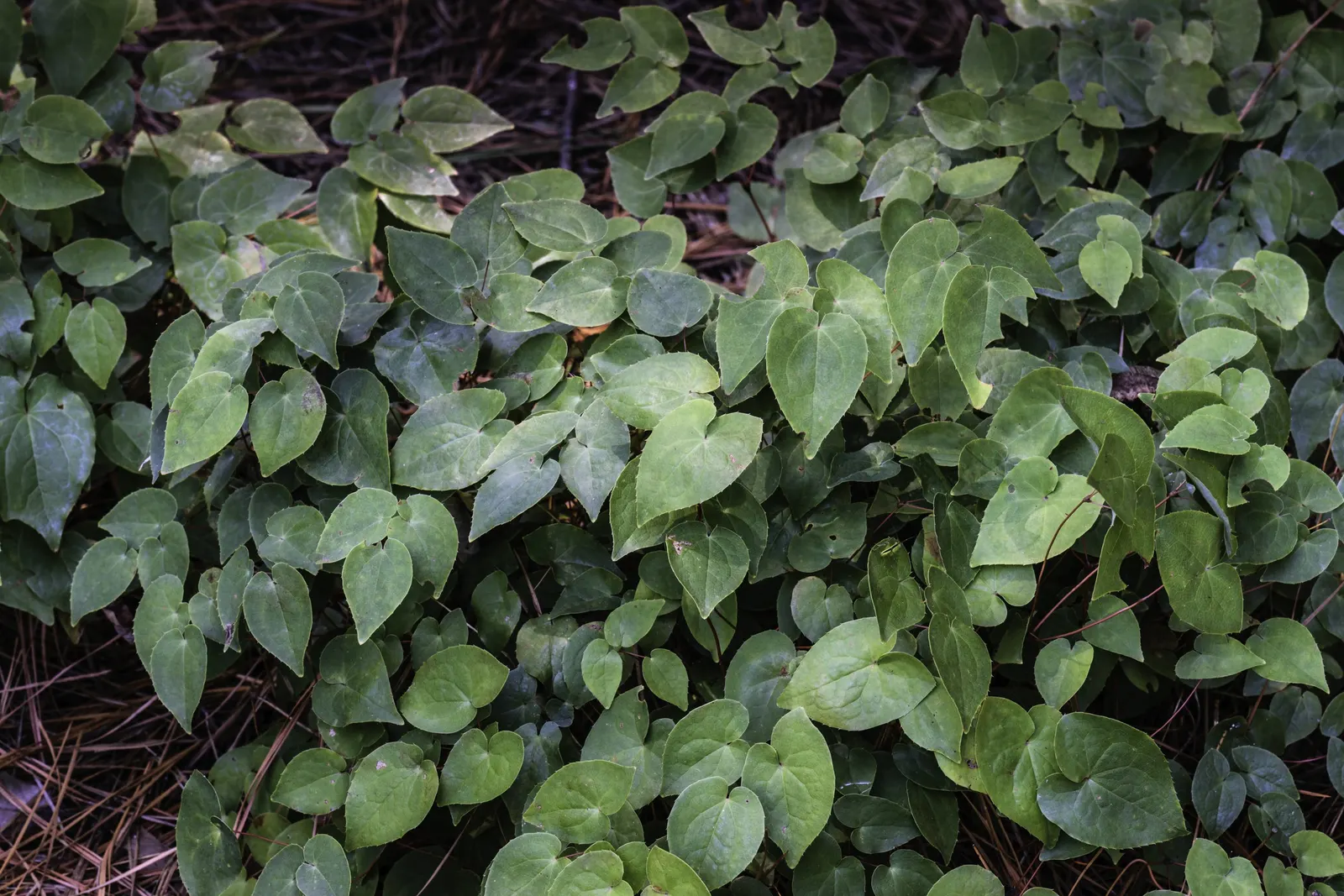 Barrenwort (Epimedium Alpinum) — This woodland plant is prized for both its ornamental leaves and its distinctive, fairy-wing shaped flowers