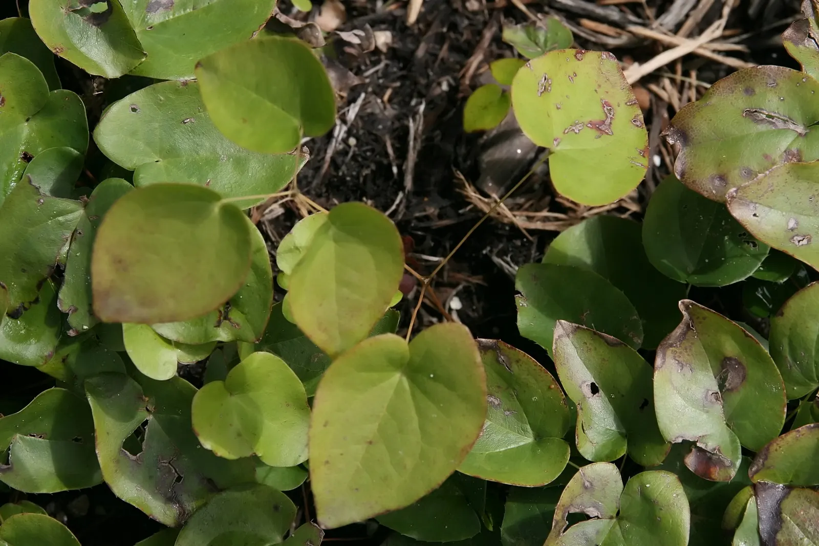 Barrenwort (Epimedium Alpinum) — maturing to a lush green and offering a striking backdrop to its blooms; hardy in zones 5-8, it reaches a height of 8-12