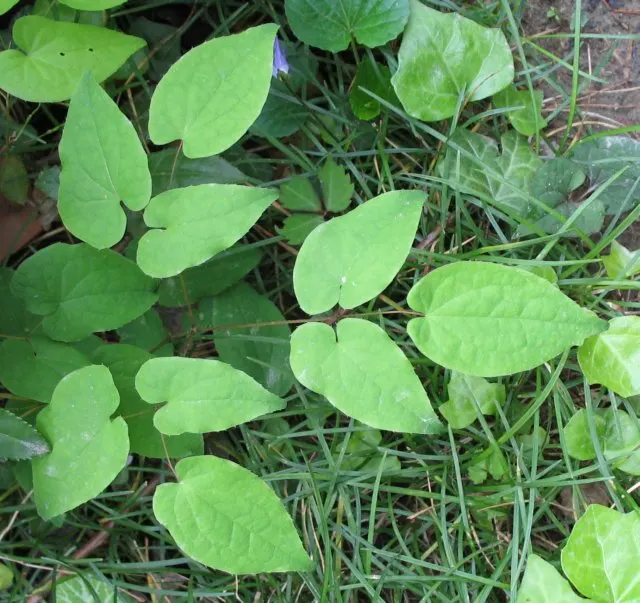 Barrenwort (Epimedium Alpinum) — It exhibits heart-shaped leaves and dainty, spider-like flowers in shades of red and yellow during spring