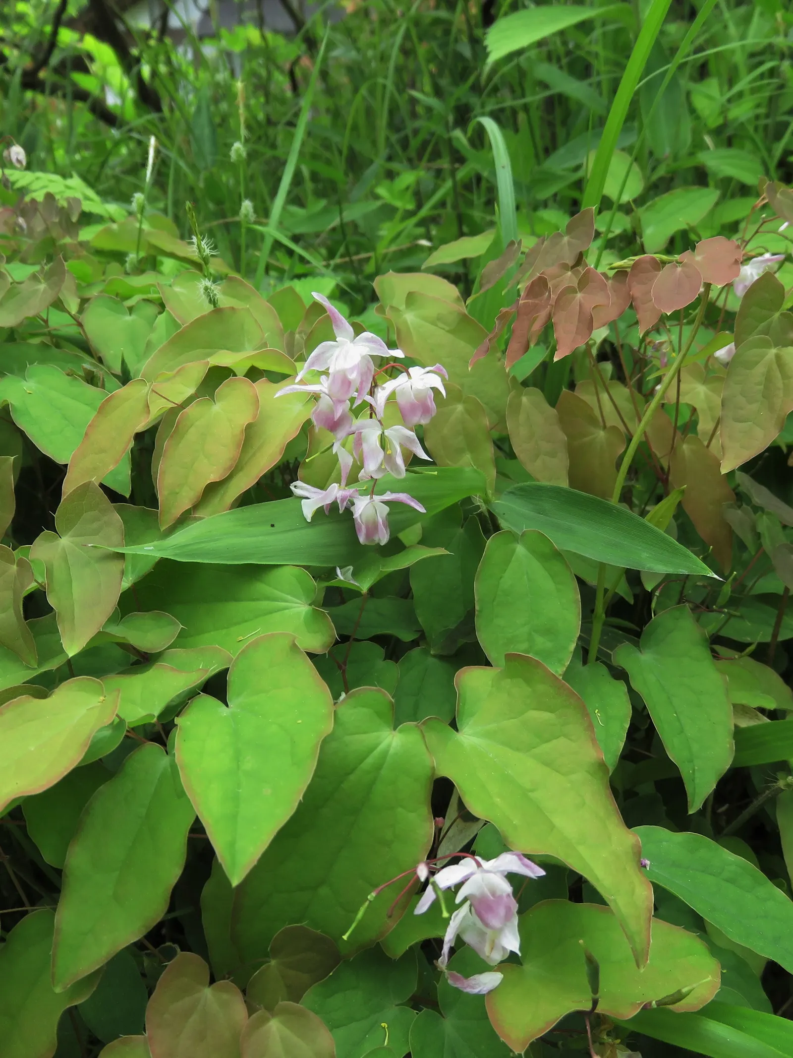 Barrenwort (Epimedium Alpinum) — this low-maintenance perennial tolerates dry soil once established; it typically reaches a height of 12 to 15 inches with a