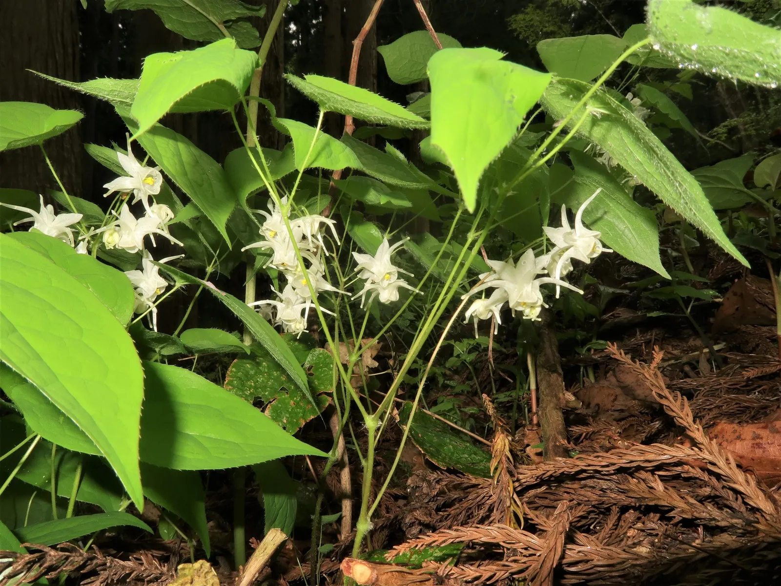 Barrenwort (Epimedium Alpinum) — offering year-round interest; adding ecological value to the garden.<br><br>Adapted for shaded to part-shaded areas