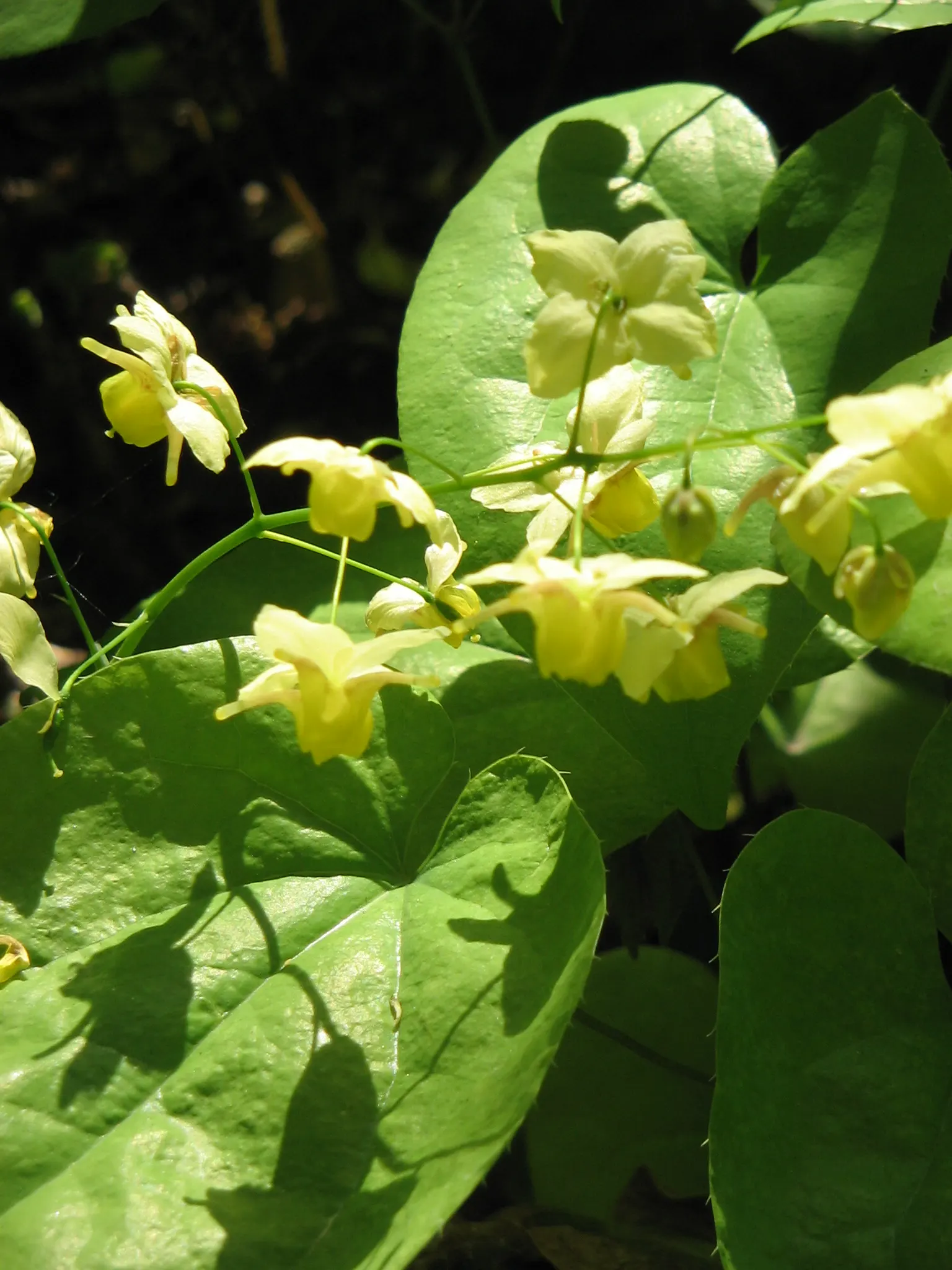 Barrenwort (Epimedium Alpinum) — <br><br>The flowers of Barrenwort appear from mid to late spring; it typically reaches a height of 12 to 15 inches with a