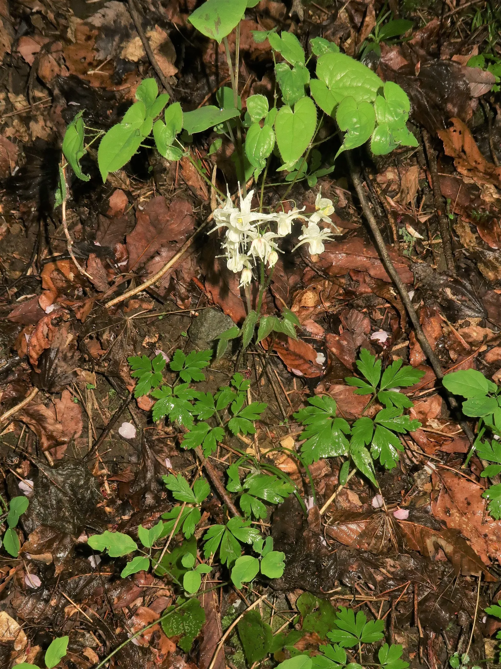 Barrenwort (Epimedium Alpinum) — including the transformation of foliage to attractive autumnal tones