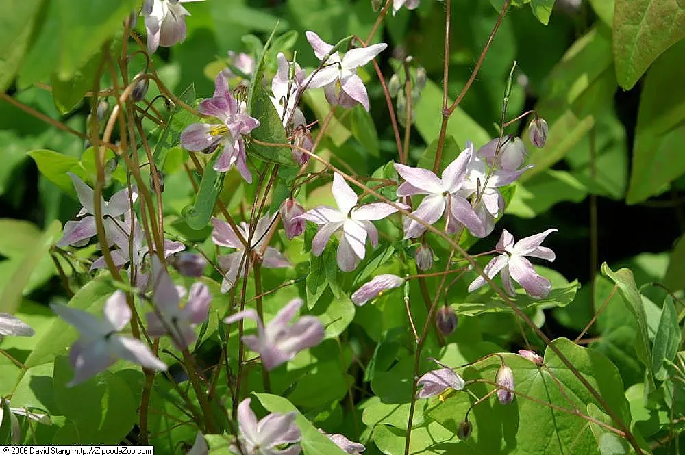 Barrenwort (Epimedium Alpinum) — <br><br>The flowers of Barrenwort appear from mid to late spring