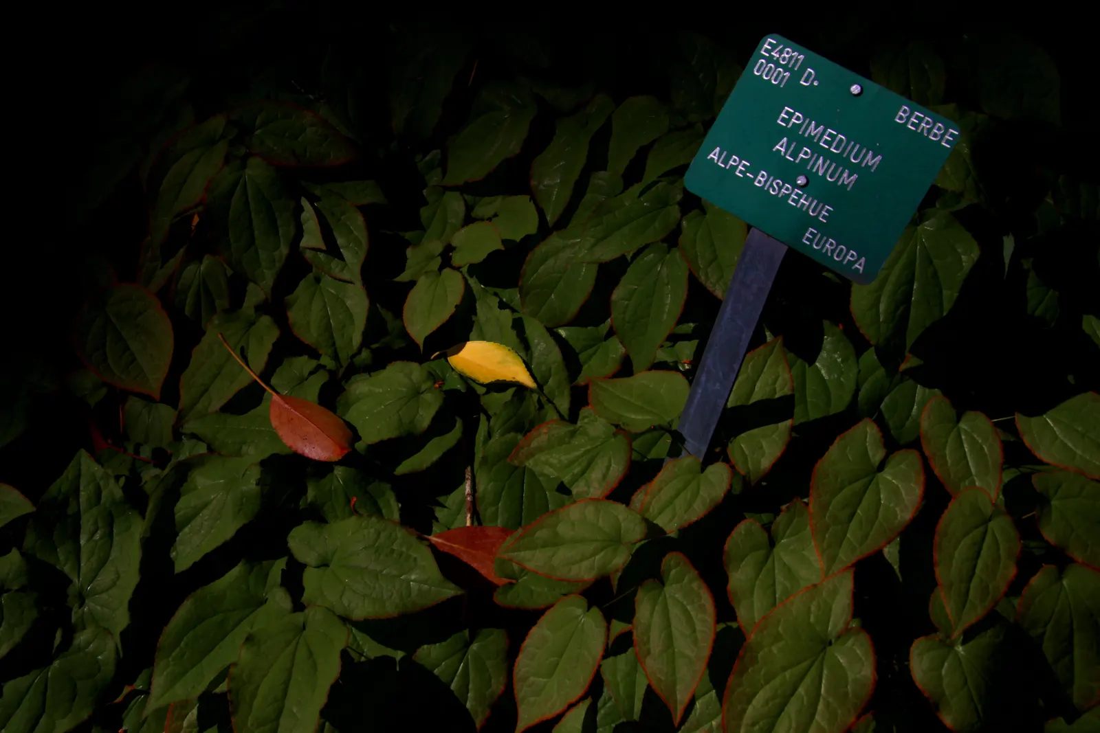 Barrenwort (Epimedium Alpinum) — ground cover / perennial with multi-colored and red and white blooms