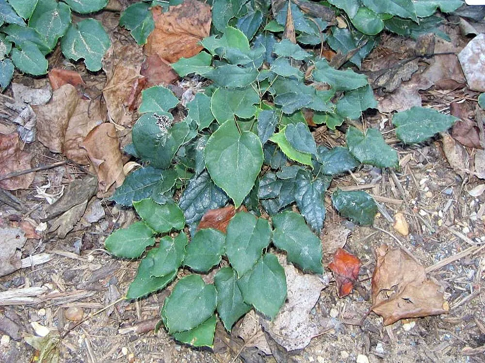 Barrenwort (Epimedium Alpinum) — Ideal for woodland gardens; hardy in zones 5-8, it reaches a height of 8-12 inches and spreads up to 18 inches, image 61