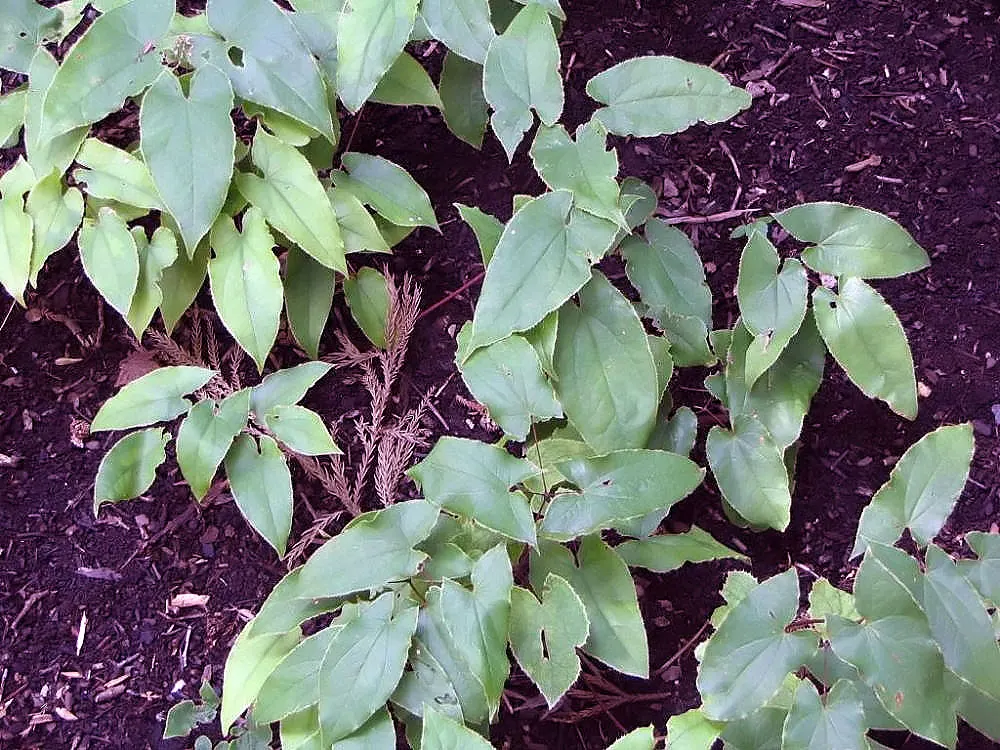 Barrenwort (Epimedium Alpinum) — exhibiting a captivating combination of crimson sepals with cream-colored petals; adding ecological value to the