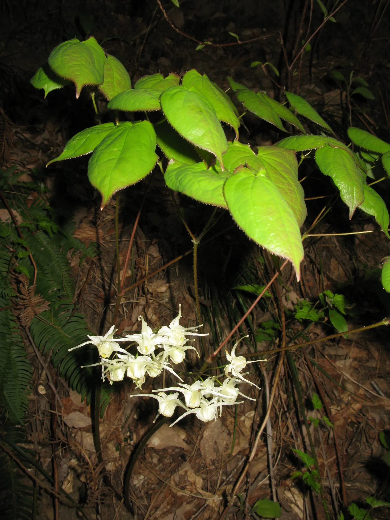 Barrenwort (Epimedium Alpinum) — It is hardy in Zones 5 to 9, ensuring suitability for a variety of temperate climates