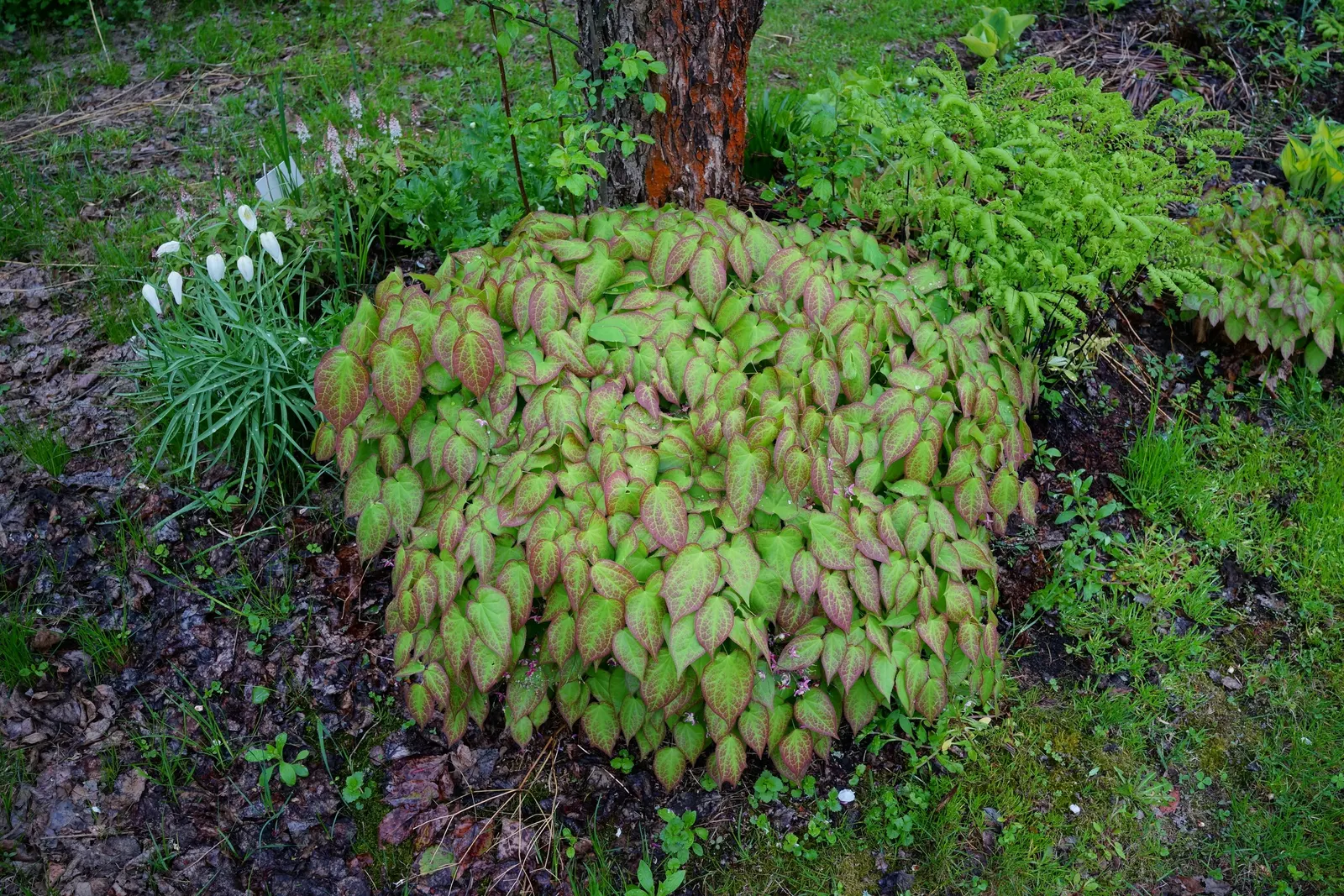 Barrenwort (Epimedium Alpinum) — Hardy in zones 5-8, it reaches a height of 8-12 inches and spreads up to 18 inches; it is hardy in Zones 5 to 9, image 60