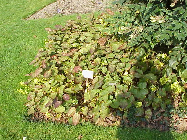 Barrenwort (Epimedium Alpinum) — is an enchanting ground cover that thrives in partial to full shade