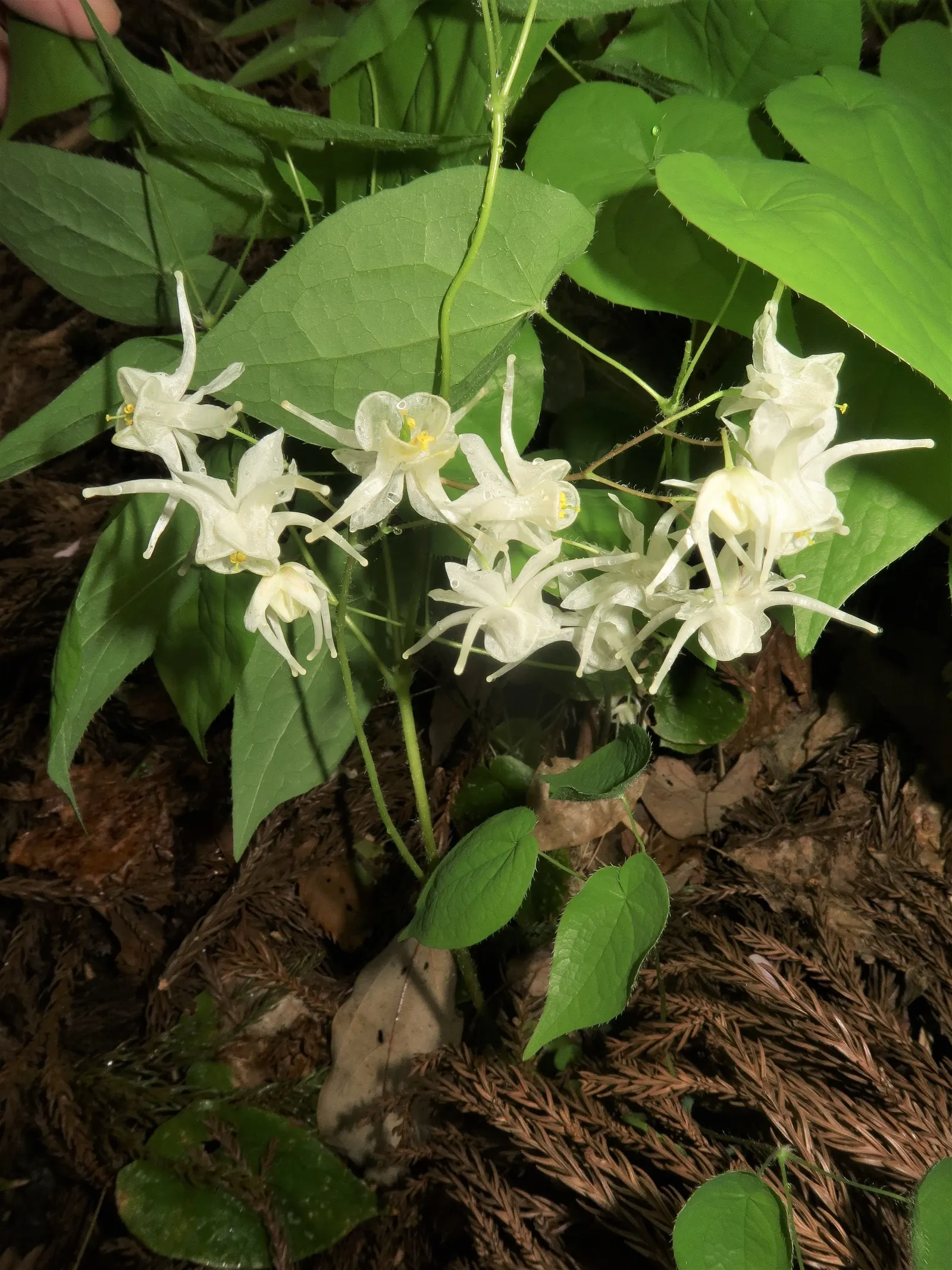 Barrenwort (Epimedium Alpinum) — These blossoms are not only aesthetically pleasing but are also appealing to pollinators; hardy in zones 5-8, it reaches a