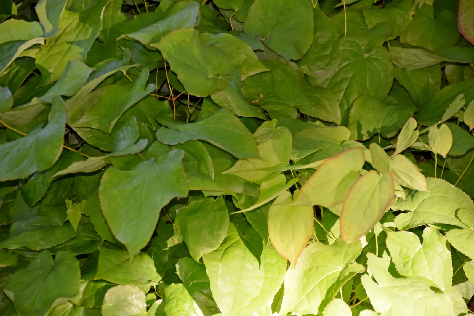 Barrenwort (Epimedium Alpinum) — this low-maintenance perennial tolerates dry soil once established; it typically reaches a height of 12 to 15, image 62