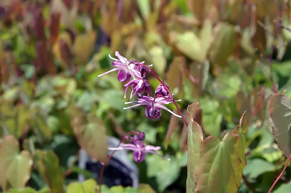 Barrenwort (Epimedium Alpinum) — This low-maintenance plant is resilient to dry shade once established; it is hardy in Zones 5 to 9, ensuring suitability for a