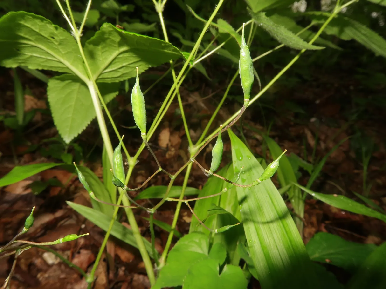 Barrenwort (Epimedium Alpinum) — is an enchanting perennial that brings a delicate yet resilient character to any garden landscape