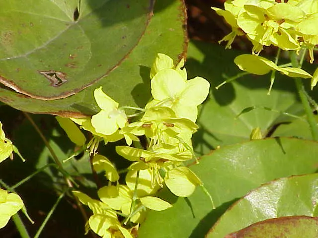 Barrenwort (Epimedium Alpinum) — offering year-round interest; adding ecological value to the garden.<br><br>Adapted for shaded to part-shaded areas, image 63