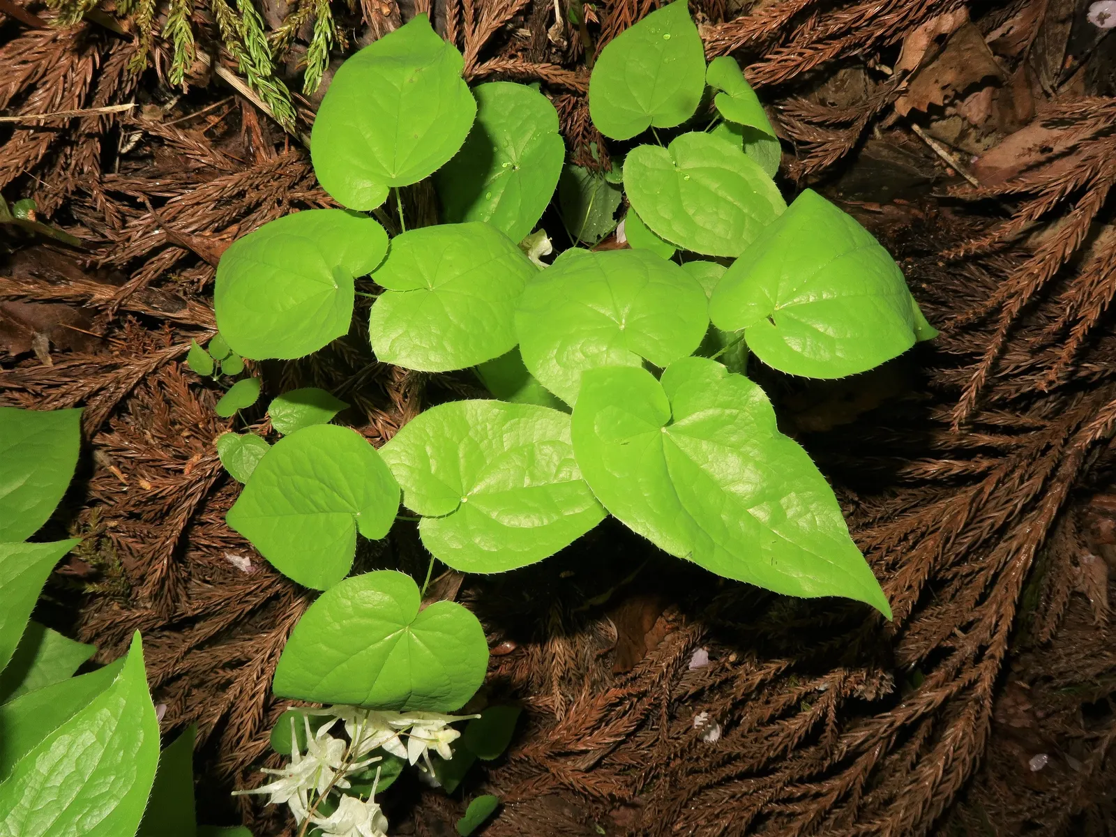 Barrenwort (Epimedium Alpinum) — Ideal for woodland gardens; hardy in zones 5-8, it reaches a height of 8-12 inches and spreads up to 18 inches