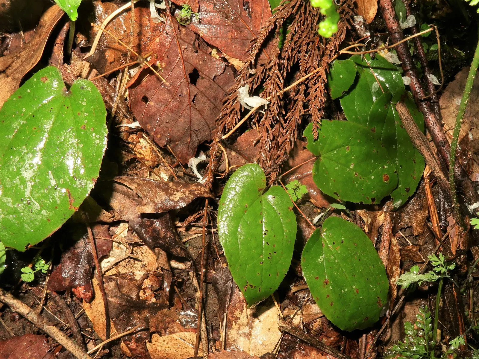 Barrenwort (Epimedium Alpinum) — maturing to a lush green and offering a striking backdrop to its blooms