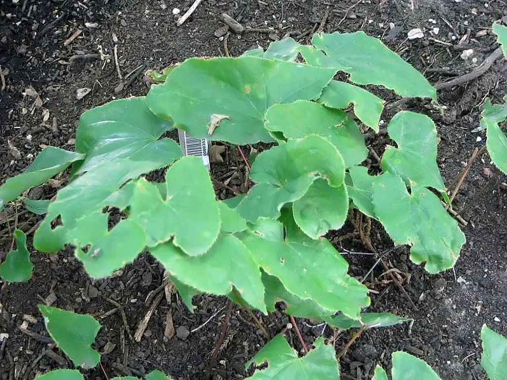 Barrenwort (Epimedium Alpinum) — commonly known as Barrenwort; hardy in zones 5-8, it reaches a height of 8-12 inches and spreads up to 18 inches