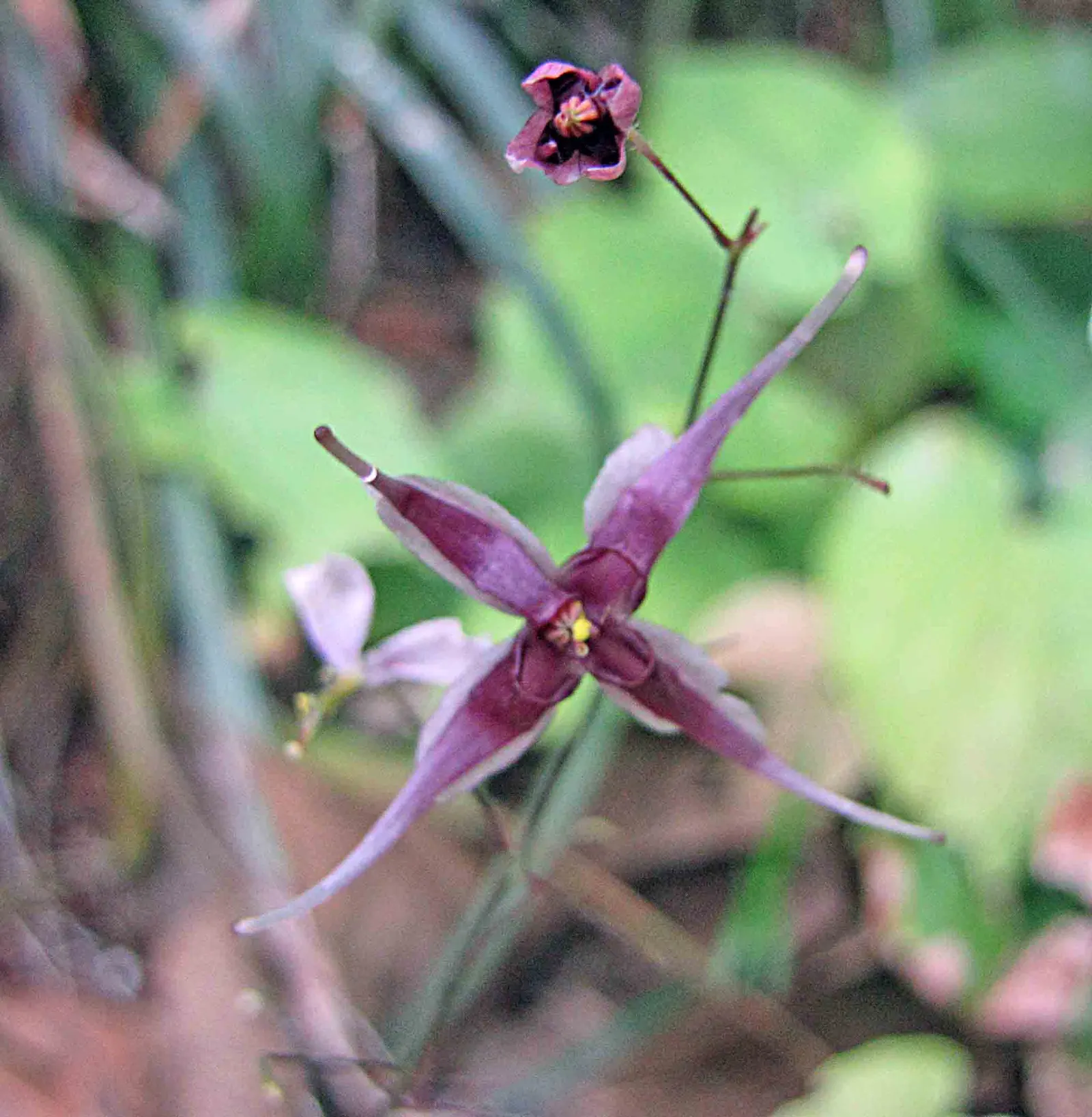 Barrenwort (Epimedium Alpinum) — Barrenwort is a must-have for creating layered and textured garden designs