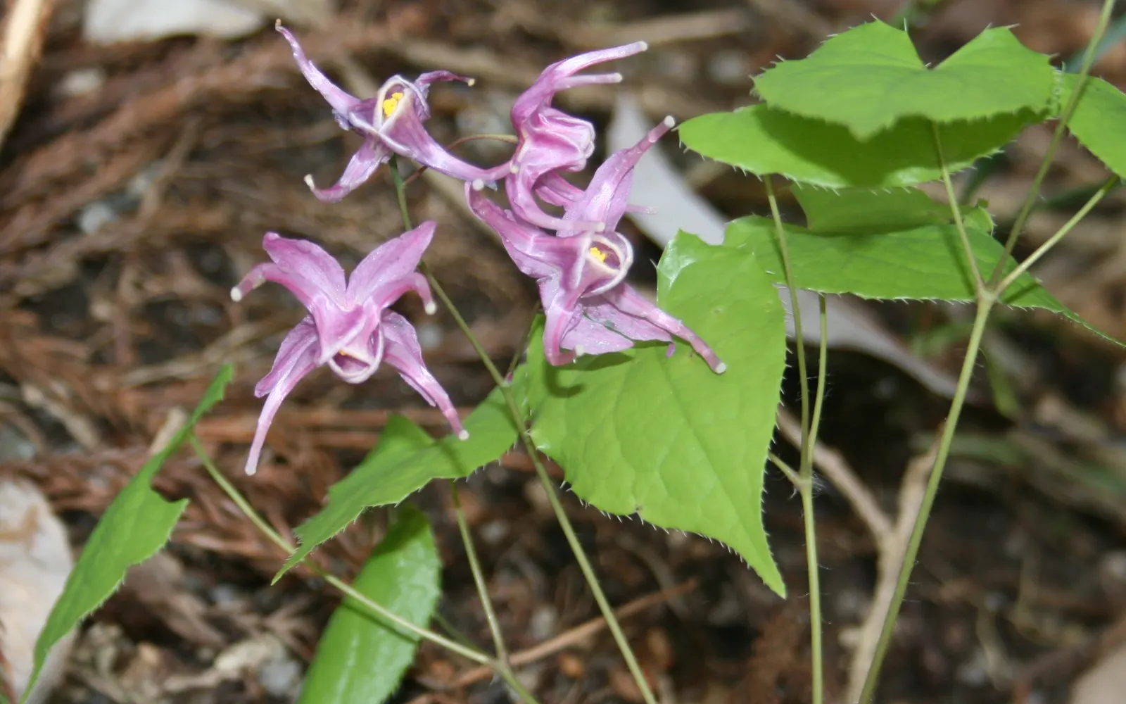 Barrenwort (Epimedium Alpinum) — Barrenwort thrives in well-drained