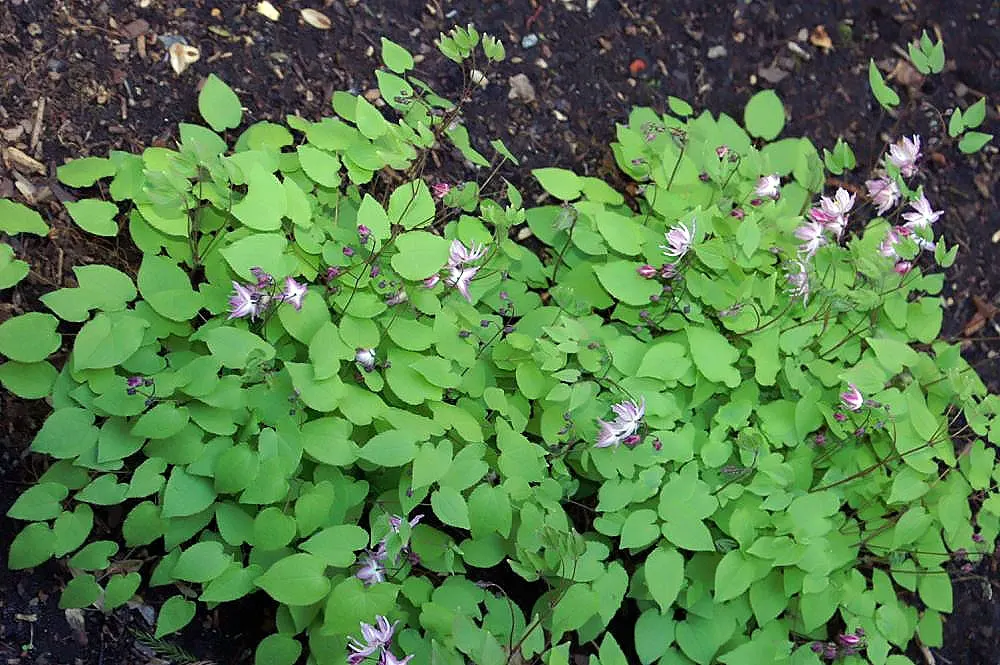 Barrenwort (Epimedium Alpinum) — multi-colored and red and white flowers in the garden; it typically reaches a height of 12 to 15 inches with a similar spread
