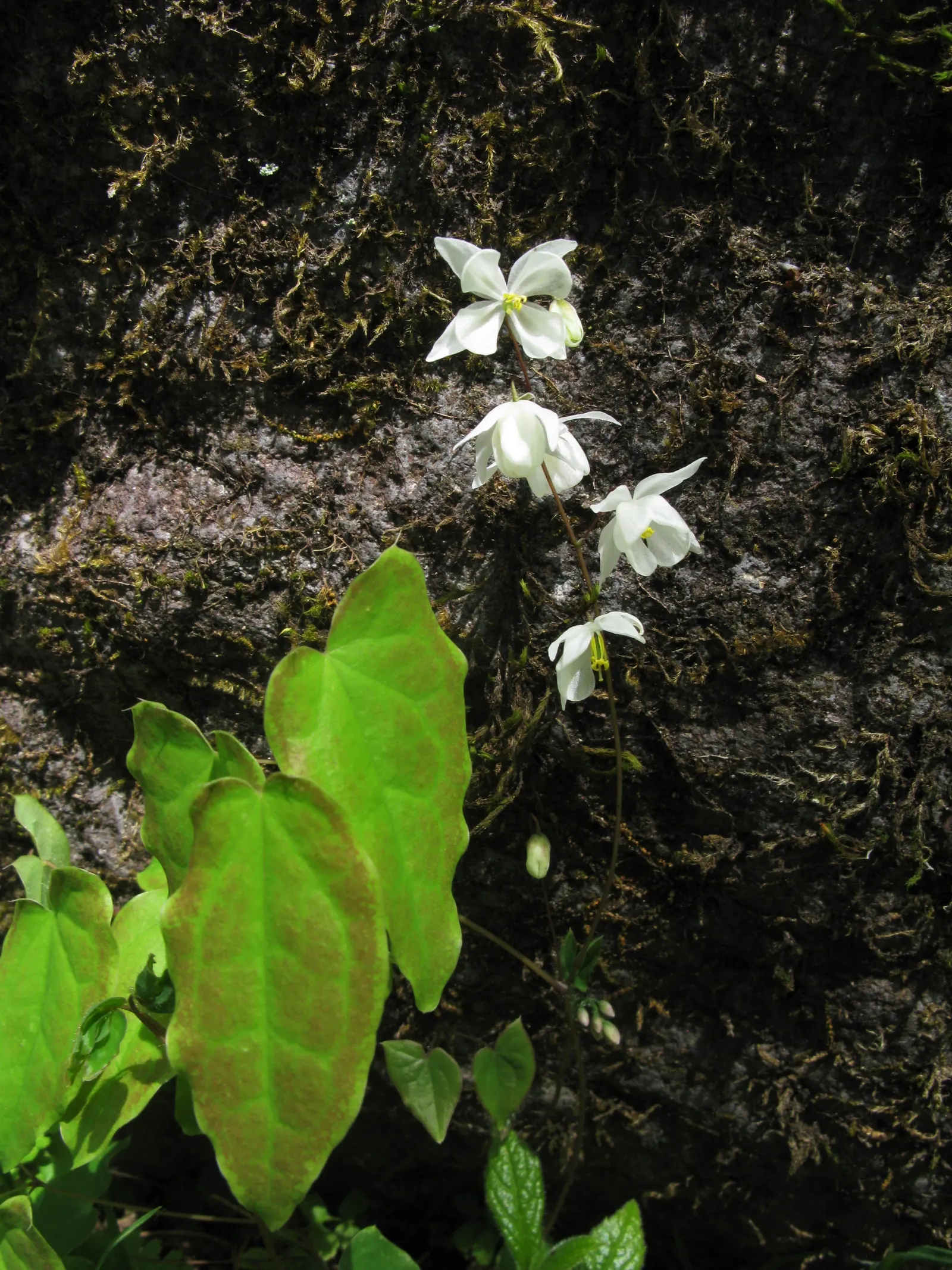 Barrenwort (Epimedium Alpinum) — ground cover / perennial with multi-colored and red and white blooms; adding ecological value to the garden.<br><br>Adapted