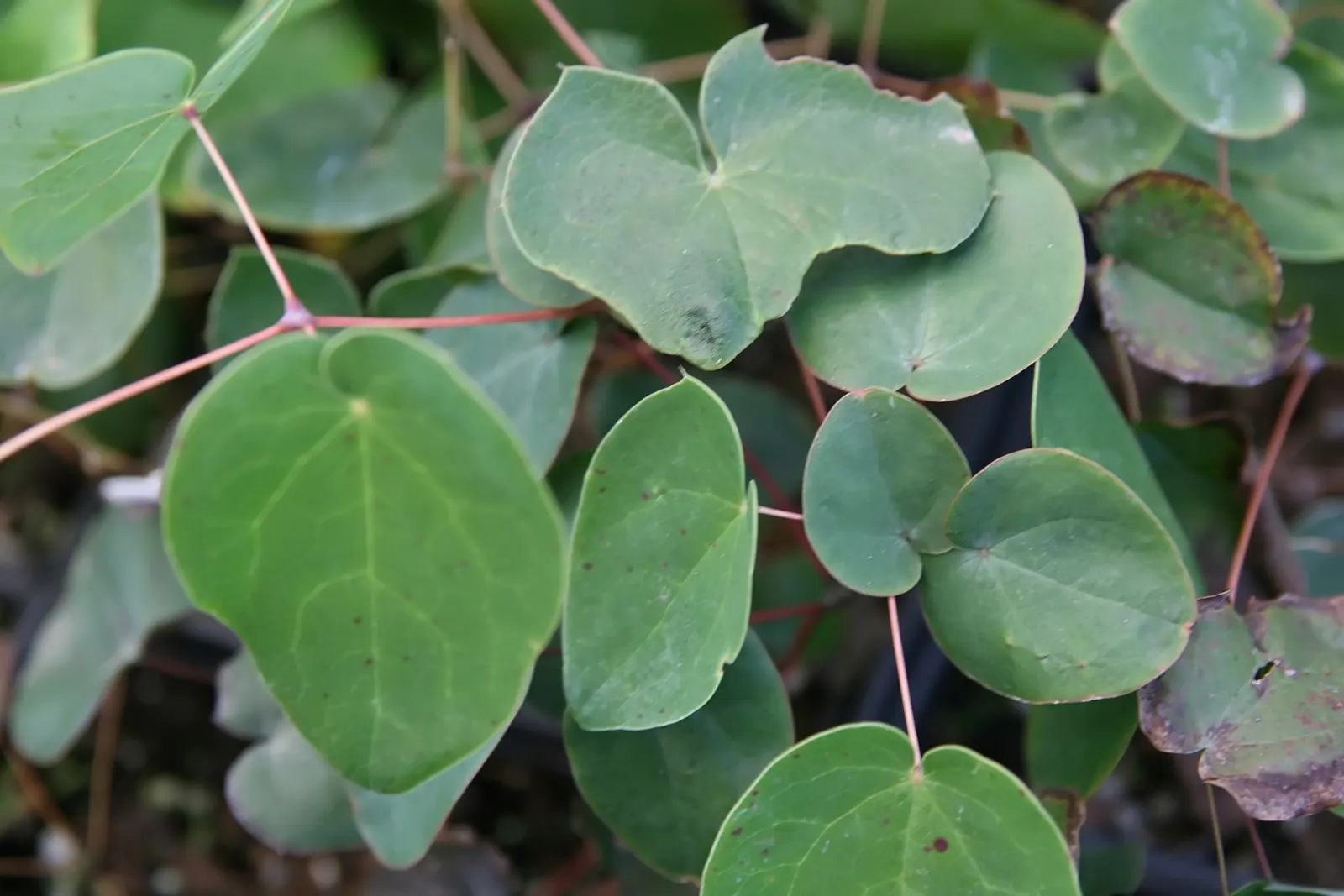 Barrenwort (Epimedium Alpinum) — including the transformation of foliage to attractive autumnal tones; adding ecological value to the garden.<br><br>Adapted