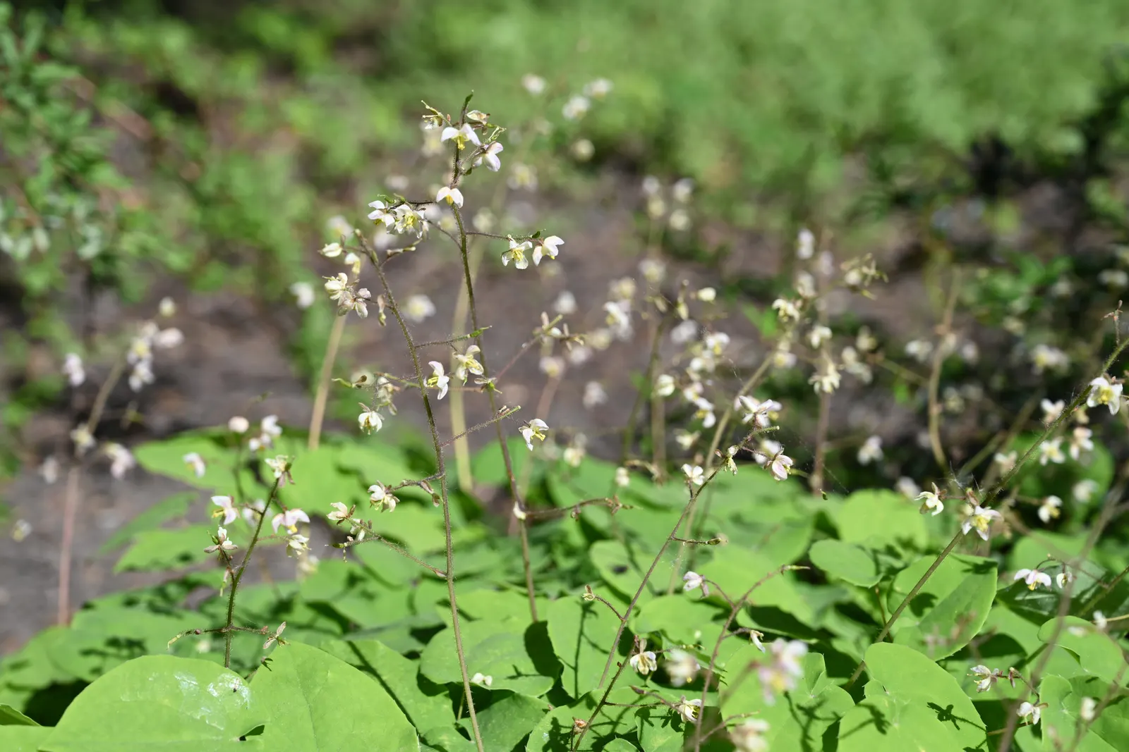 Barrenwort (Epimedium Alpinum) — ground cover / perennial for half or shade
