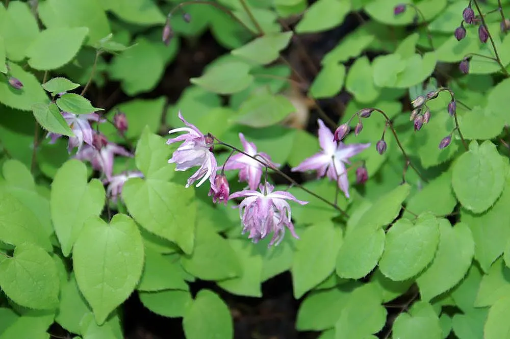 Barrenwort (Epimedium Alpinum) — The heart-shaped foliage emerges with a bronzy tint in spring; it is hardy in Zones 5 to 9, ensuring suitability for a variety