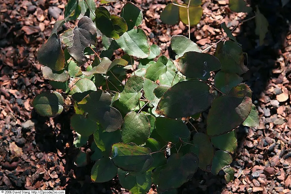 Barrenwort (Epimedium Alpinum) — commonly known as Barrenwort or Bishop's Hat; it is hardy in Zones 5 to 9, ensuring suitability for a variety of temperate