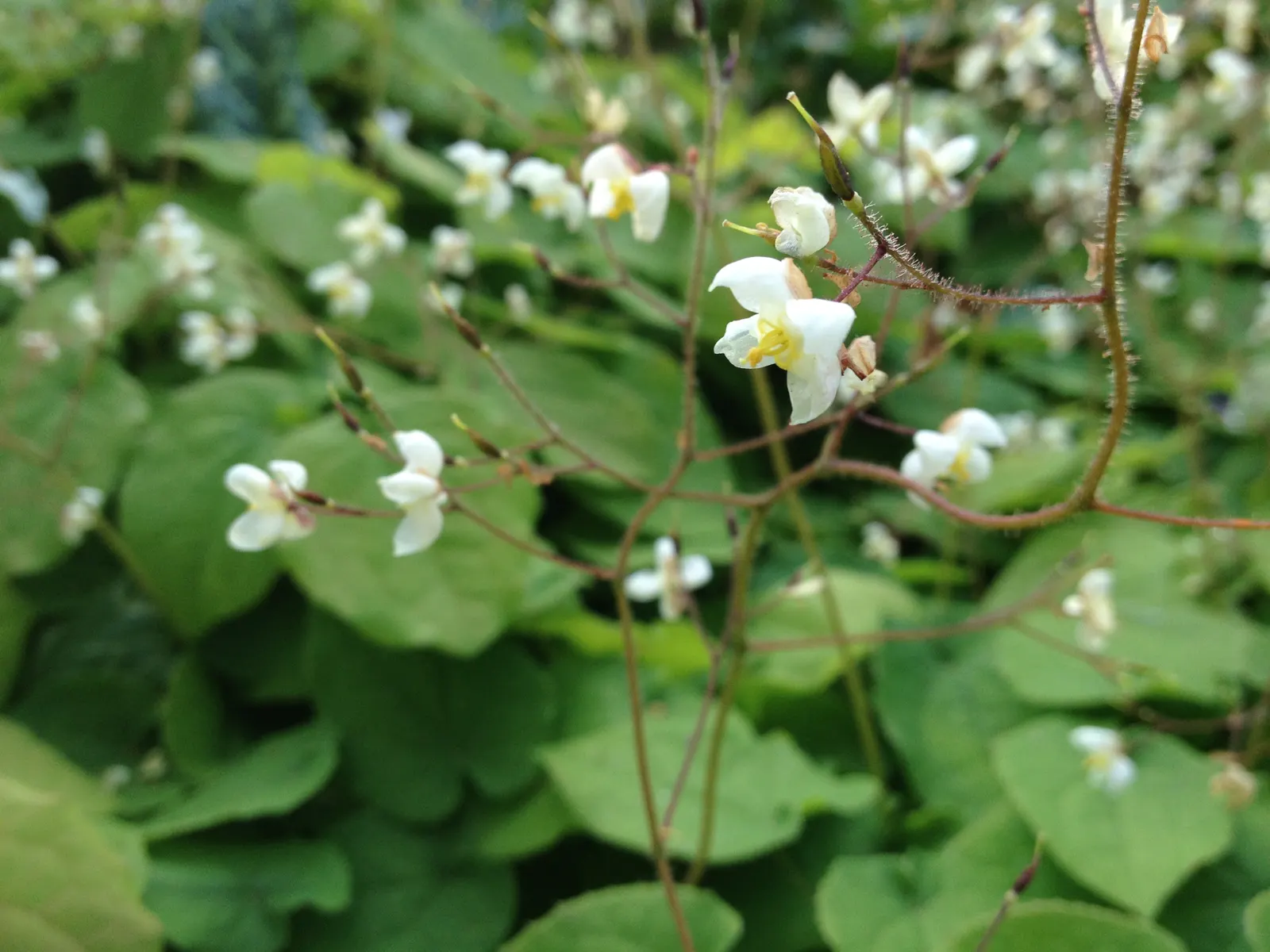 Barrenwort (Epimedium Alpinum) — adding ecological value to the garden.<br><br>Adapted for shaded to part-shaded areas