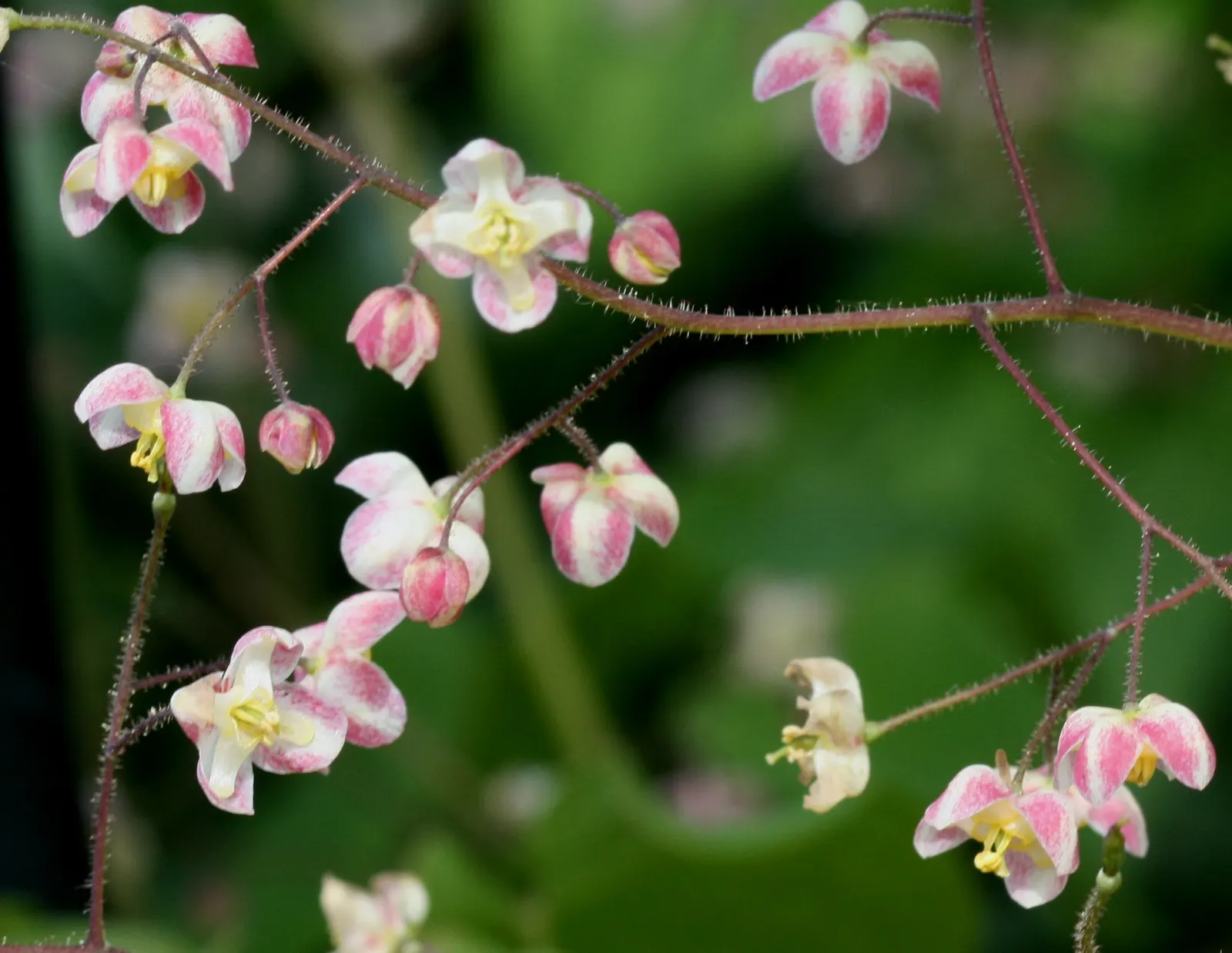 Barrenwort (Epimedium Alpinum) — multi-colored and red and white flowers in the garden