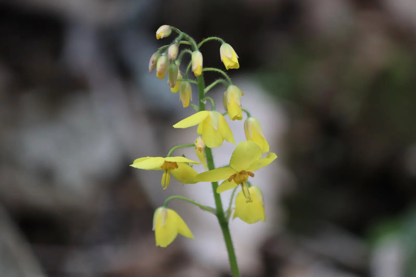 Barrenwort (Epimedium Alpinum) — making it a superb ground cover for difficult spots beneath trees or on slopes; hardy in zones 5-8, it reaches a height of