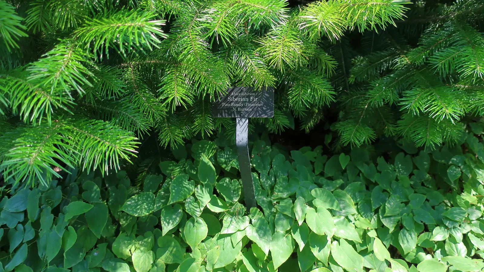 Barrenwort (Epimedium Alpinum) — It typically reaches a height of 12 to 15 inches with a similar spread; adding ecological value to the garden.<br><br>Adapted