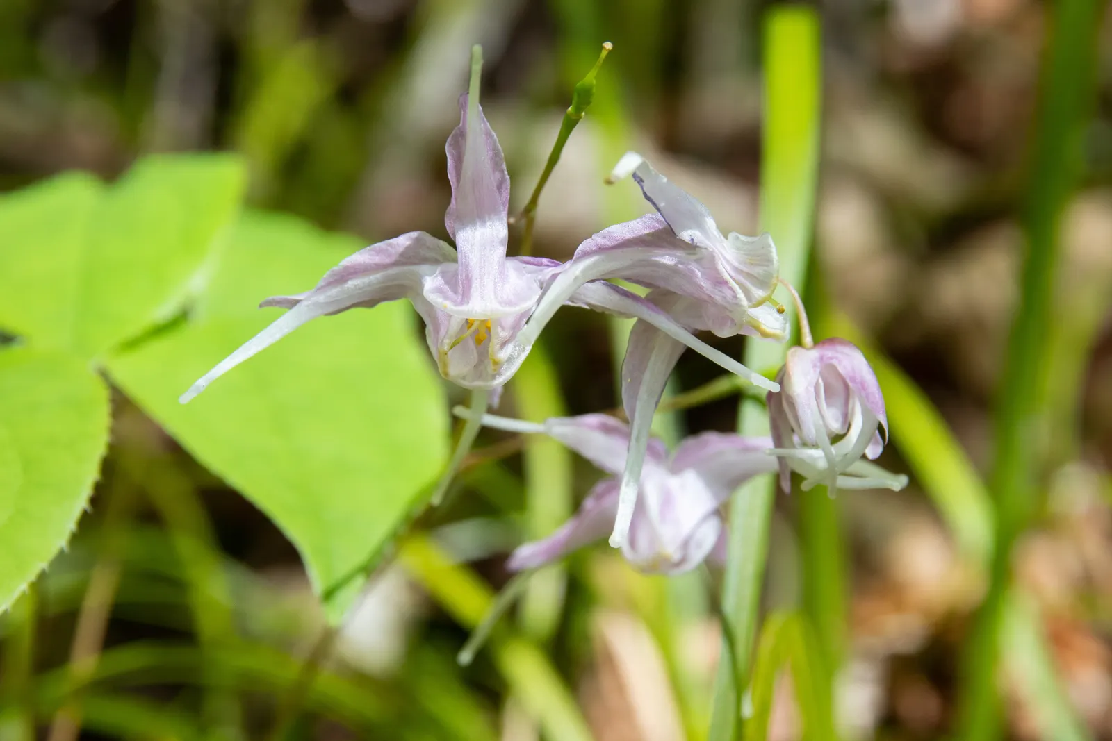 Barrenwort (Epimedium Alpinum) — The heart-shaped foliage emerges with a bronzy tint in spring