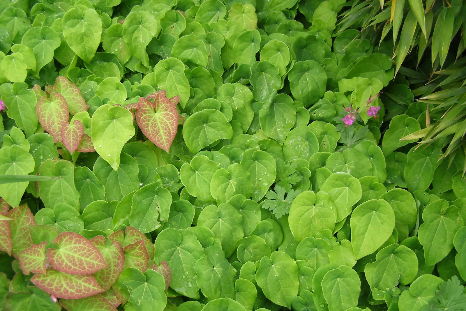 Barrenwort (Epimedium Alpinum) — ground cover / perennial for half or shade; it is hardy in Zones 5 to 9, ensuring suitability for a variety of temperate