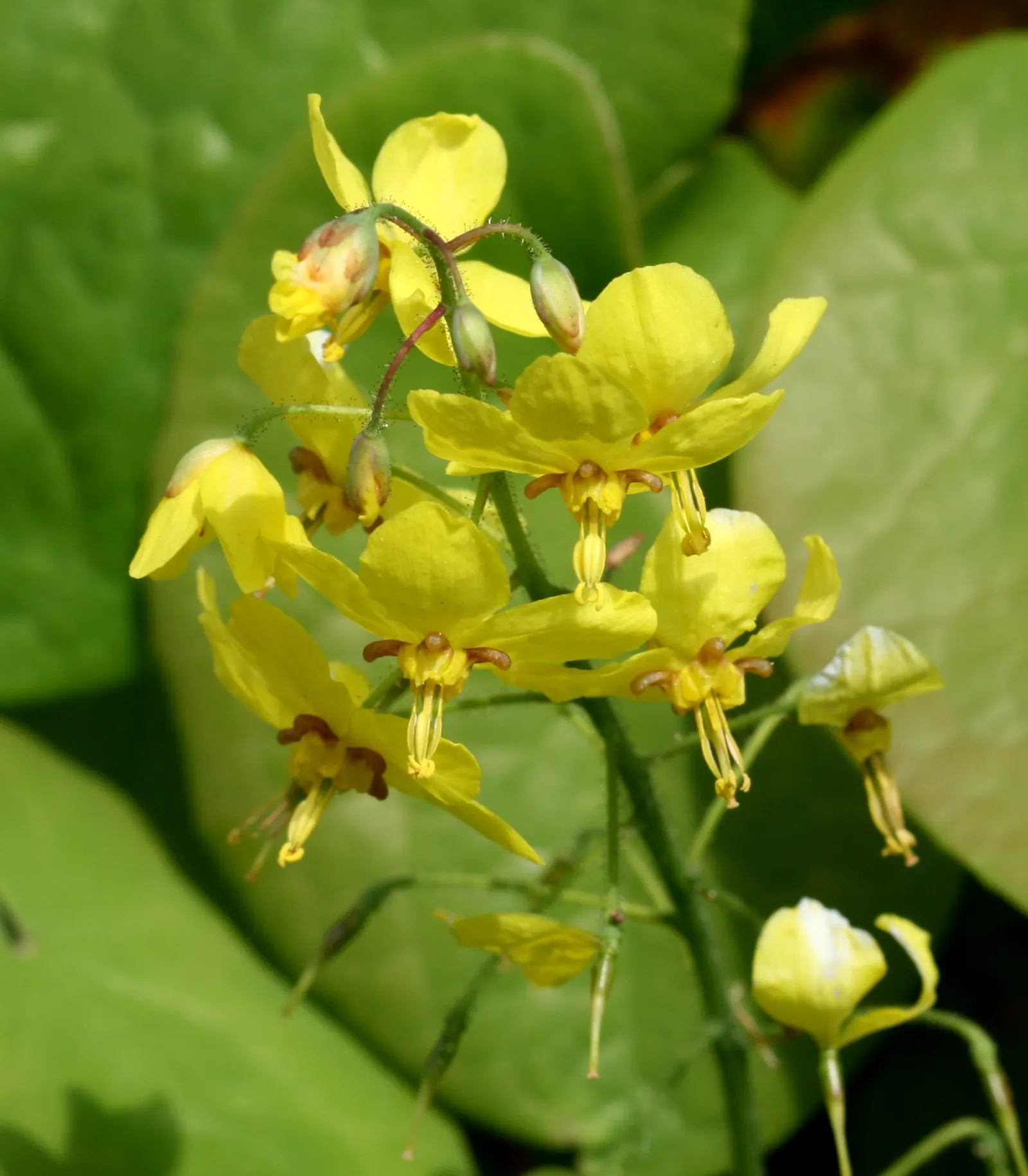 Barrenwort (Epimedium Alpinum) — is an enchanting ground cover that thrives in partial to full shade; it typically reaches a height of 12 to 15 inches with a