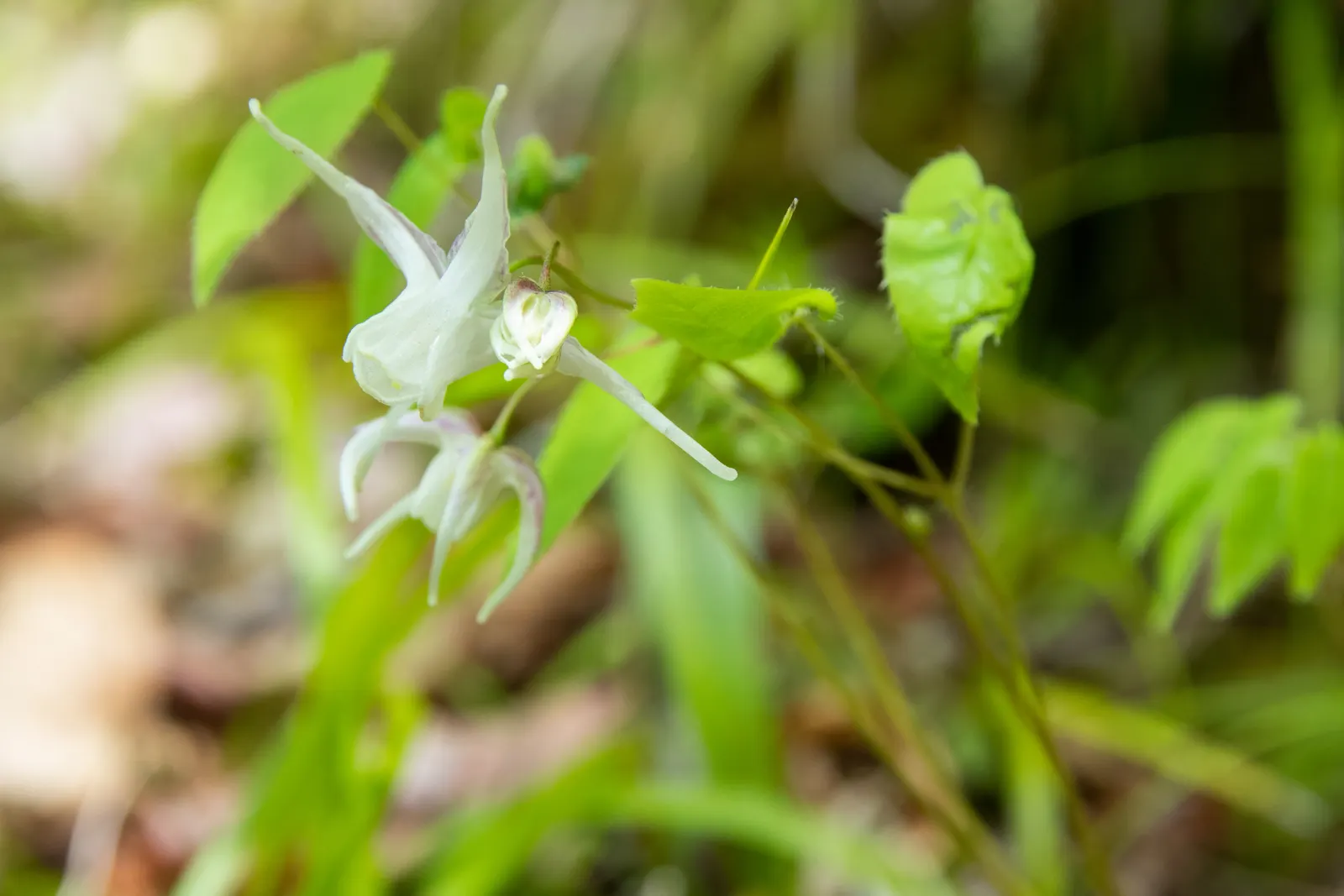 Barrenwort (Epimedium Alpinum) — often described as resembling small columbines or spurred violets